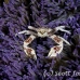 crab_porcelain_lu_mb_h_0182_png3074.jpg